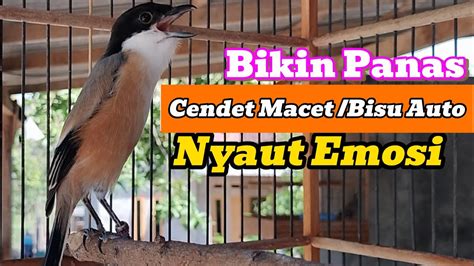 Cendet Gacor FULL ISIAN Buat Pancingan Cendet Agar Bunyi Jadikan Burung