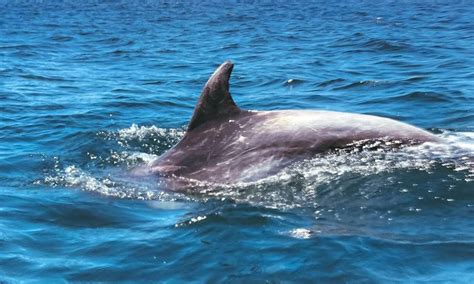 Grupo De Golfinhos Aparece Na Praia Da Barra Veja V Deo Jornal O Globo