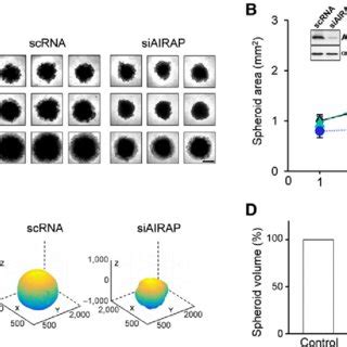 AIRAP Silencing Inhibits M10 Melanoma Spheroid Growth A Bright Field