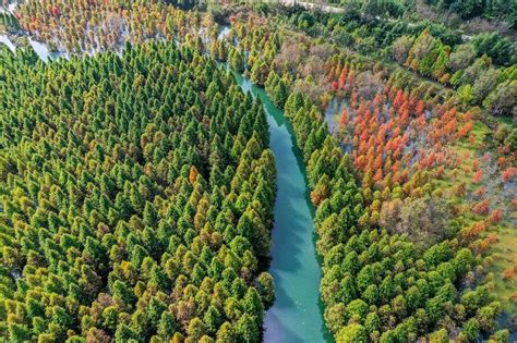 云南昆明：水杉林渐红 初冬湿地美如画 甸尾 保护区 生态