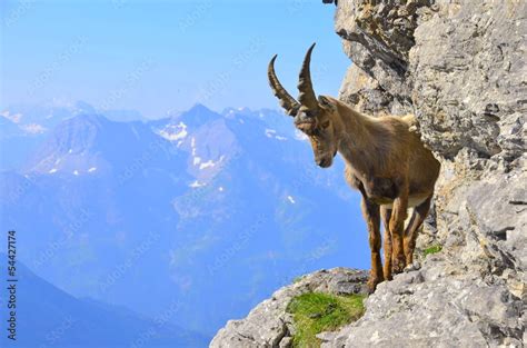 Junger Steinbock Im Gebirge Stock Photo Adobe Stock