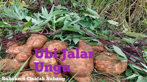 Panen Ubi Jalar Ungu Di Pematang Sawah Hasilnya Melimpah Youtube