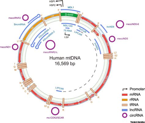 Emerging Functions Of Mitochondria Encoded Noncoding Rnas Trends In