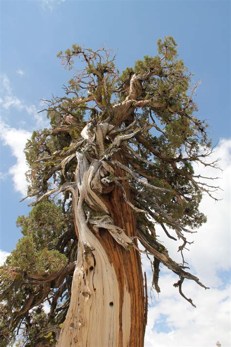 Banco De Imagens Panorama árvore Natureza Floresta Ao Ar Livre