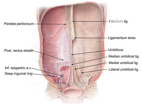 Median Vs Medial Umbilical Ligament - Urachal Cyst Clinical Anatomy ...