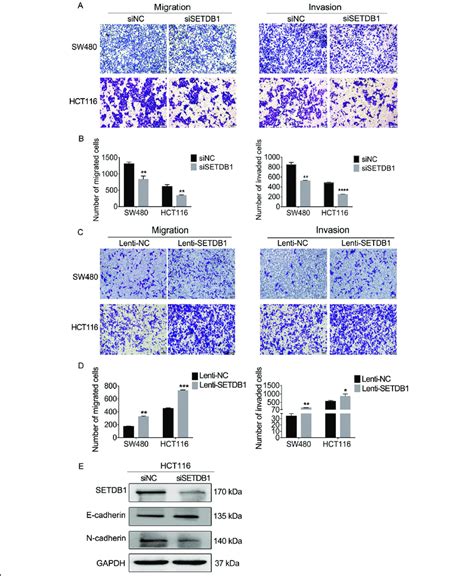 Setdb Regulates Migration Invasion And Emt Progression In Crc Cells A