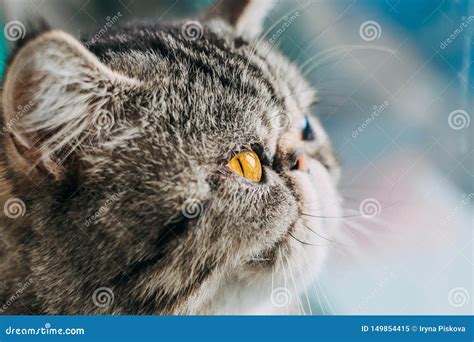 Exotic Shorthair Cat Breed Macro Photo Closeup Cat Head With Orange