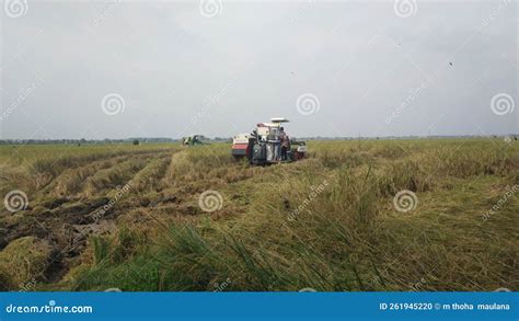 La Lucha De Un Agricultor Por Cosechar Arroz Con Una Herramienta