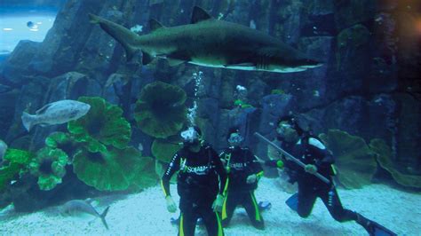 Plong E Sous Marine Avec Les Requins L Aquarium De Duba