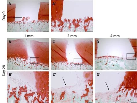 Safranin O Staining Of Proteoglycans In Osteochondral Defect Model