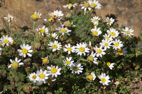 Bertram mehrjähriger pellitory Anacyclus pyrethrum Flickr