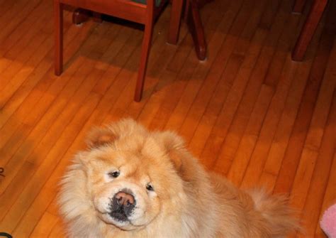 Teddy 2