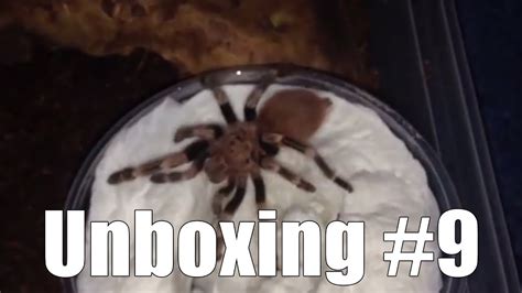 Tartan Tarantulas Unboxing Youtube