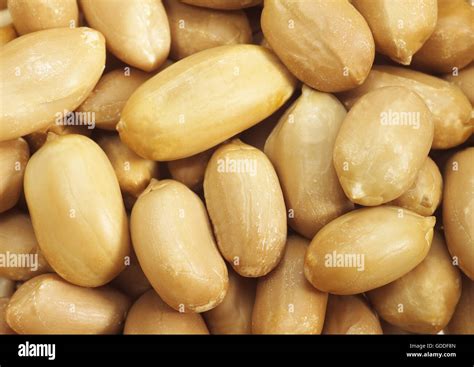 Peanuts Arachis Hypogaea Stock Photo Alamy