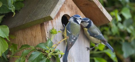 Vogelhuisje Maken Natuurmonumenten