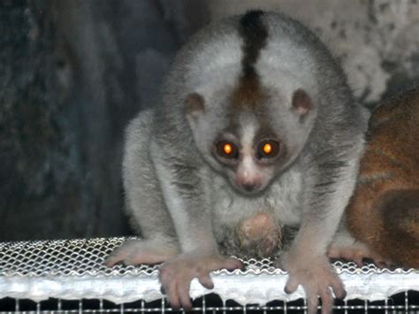 Nycticebus Bengalensis Northern Slow Loris In Seoul Grand Park Zoo