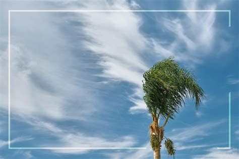 Las Hojas De Palmera Se Doblan Con El Viento Al Comienzo De Una