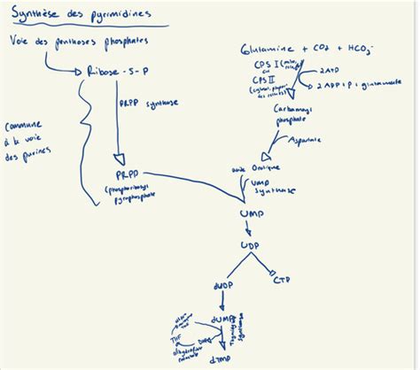 Biochimie moléculaire Flashcards Quizlet