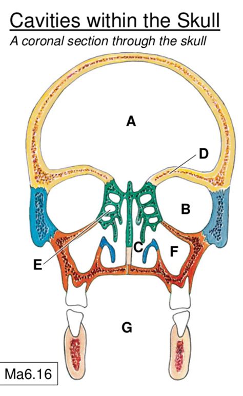 Cavities Within The Skull Diagram Quizlet