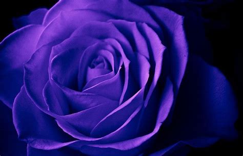 Violet Blue Rose Rose Beautiful Roses Cute Flower Wallpapers