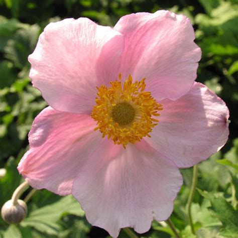Anemone tomentosa 'Robustissima' - Midwest Groundcovers, LLC
