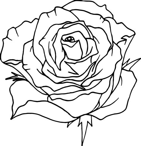 Premium Vector | Rose line art