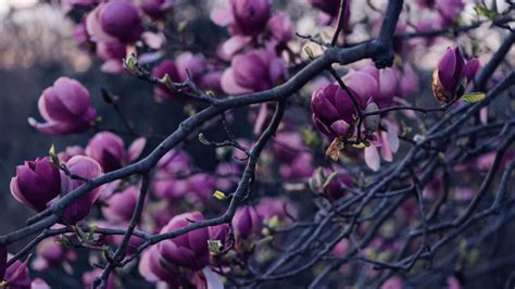 Purple magnolia tree - backiee