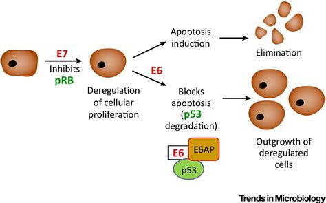 The Hpv E E Oncogenes Key Factors For Viral Carcinogenesis And