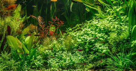 Phosphates And Nitrates For Aquarium Plants Bunnycart Blog