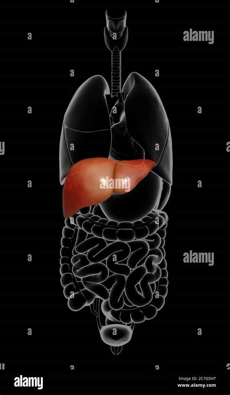 3d Rendered Medically Accurate Illustration Of Liver Anatomy Stock