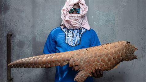 Pangolin Scale Seizures At All Time High In 2019 Showing Illegal Trade