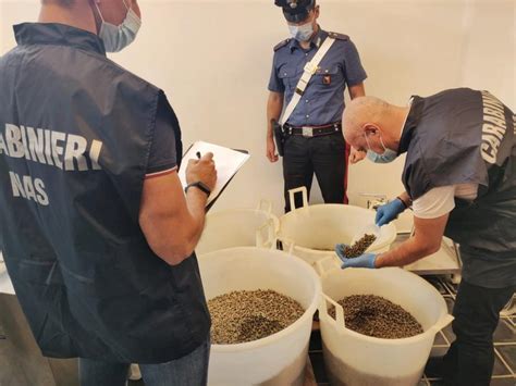 Pesce Mal Conservato A Bologna Maxi Sequestro Dei Nas