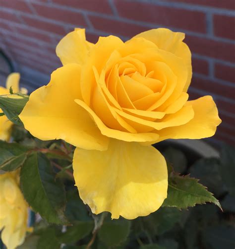 In LOVE with my sunsprite floribunda rose : r/gardening