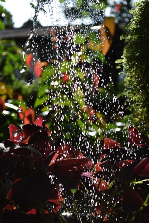 Watering,plants,water,garden,watering plants - free image from needpix.com