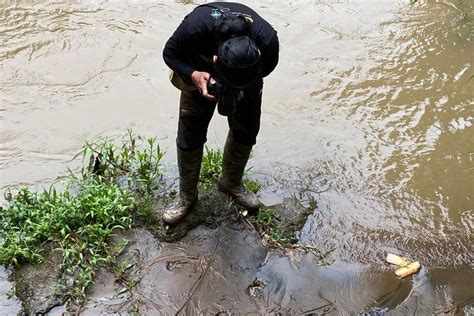 Foto Begitu Sulit Mencari Berang Berang Di Sungai Ciliwung