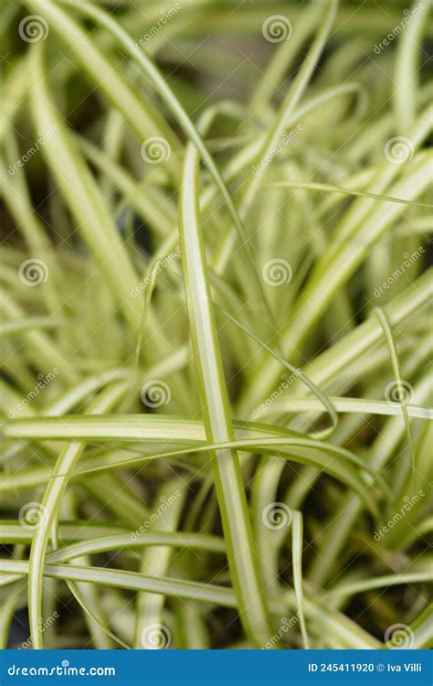 Striped Weeping Sedge Evergold Stock Photo Image Of Japanese Leaf