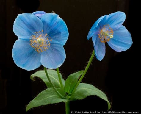 Blue Poppies – 2014 | Beautiful Flower Pictures Blog