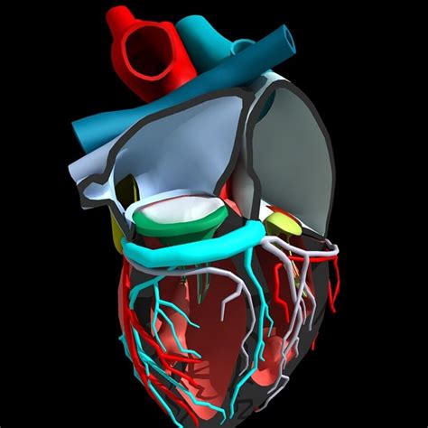 Heart Anatomy 3D Model $199 - .ma .lwo .3ds .3dm .obj .max .unknown ...