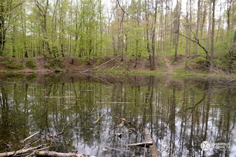 Kultowe dąbrowskie miejsca rekreacji w czasach pandemi Park Podlesie