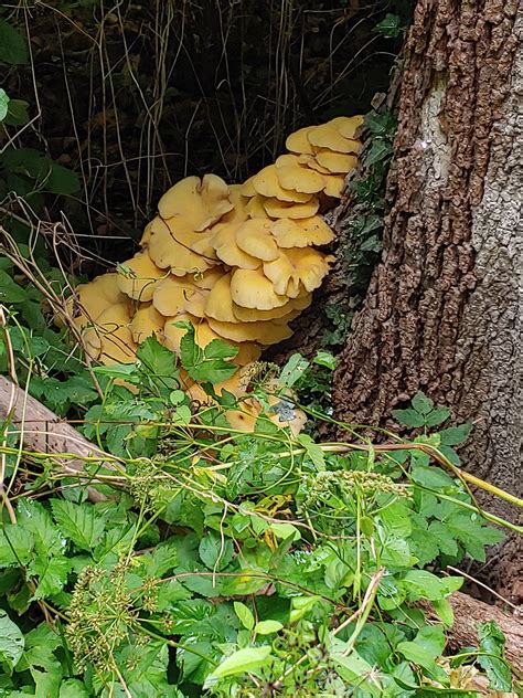 Pleurotus Citrinopileatus Golden Oyster Mushroom Glen E Flickr