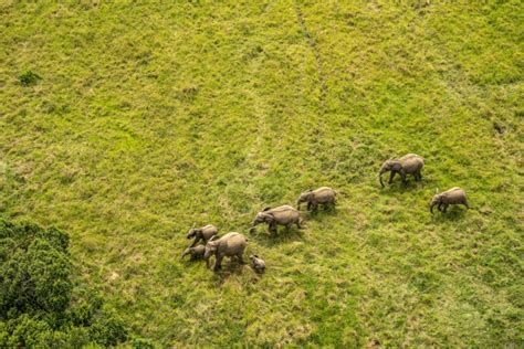 International League Of Conservation Photographers