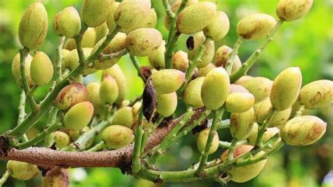 Comment Entretenir Le Pistachier Culture Entretien Et R Colte Du