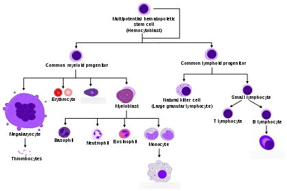 Diagram Of HEMATOLOGY Quizlet