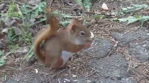 Red Squirrel In My Backyard Being Territorial Youtube