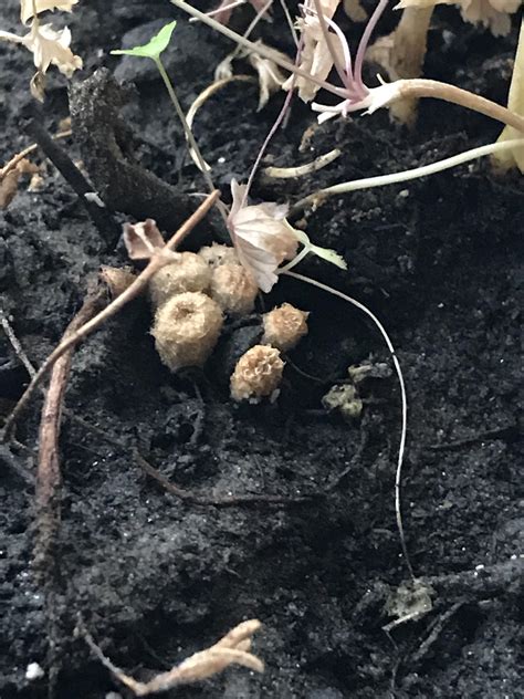 Anyone know what this fungus on my potted parsley might be? : r/mycology