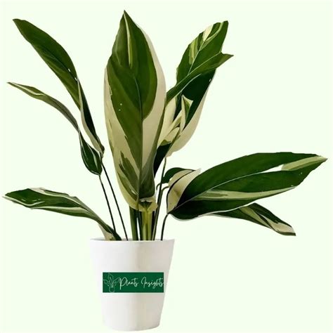 Maranta Arundinacea Variegata | How to Care for Maranta Variegata?