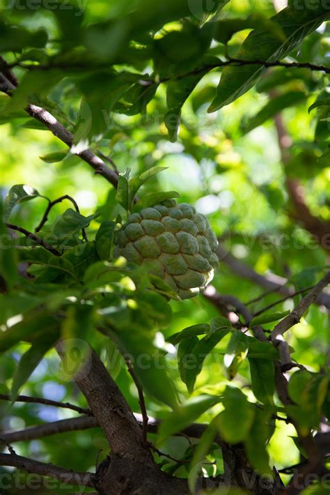 Chirimoya or Cherimoya Tree 22569286 Stock Photo at Vecteezy