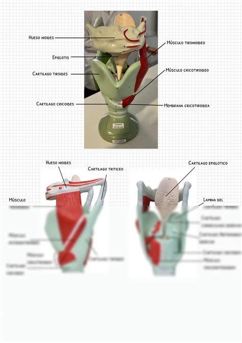 SOLUTION Laringe Modelo Anat Mico Y Sus Partes Gymkana Studypool