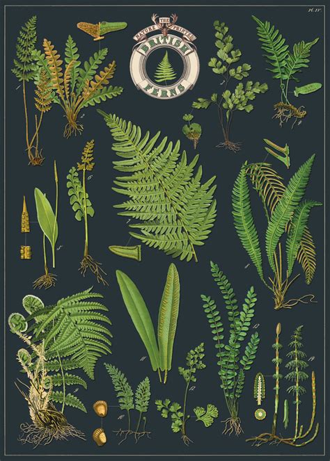 Cavallini Poster Gift Wrap British Ferns Evans And Hall