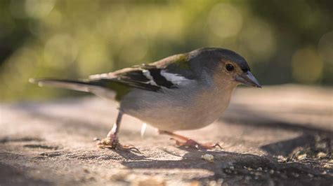 Bird Watching Visit Madeira Madeira Islands Tourism Board Official